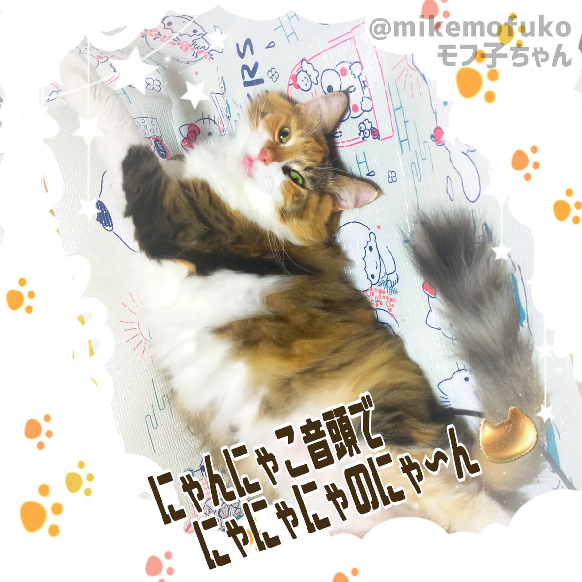 mikemofuko's tweet photo. うふ〜ん、私、猫飼ってるのよ〜。それなのに #世界猫の日 ってビッグウェーブに乗り遅れたわ〜🌊🫠
今更、便乗しちゃるわ〜😹 #猫好きさんと繋がりたい #猫のいる幸せ https://t.co/SxcAznMZjc