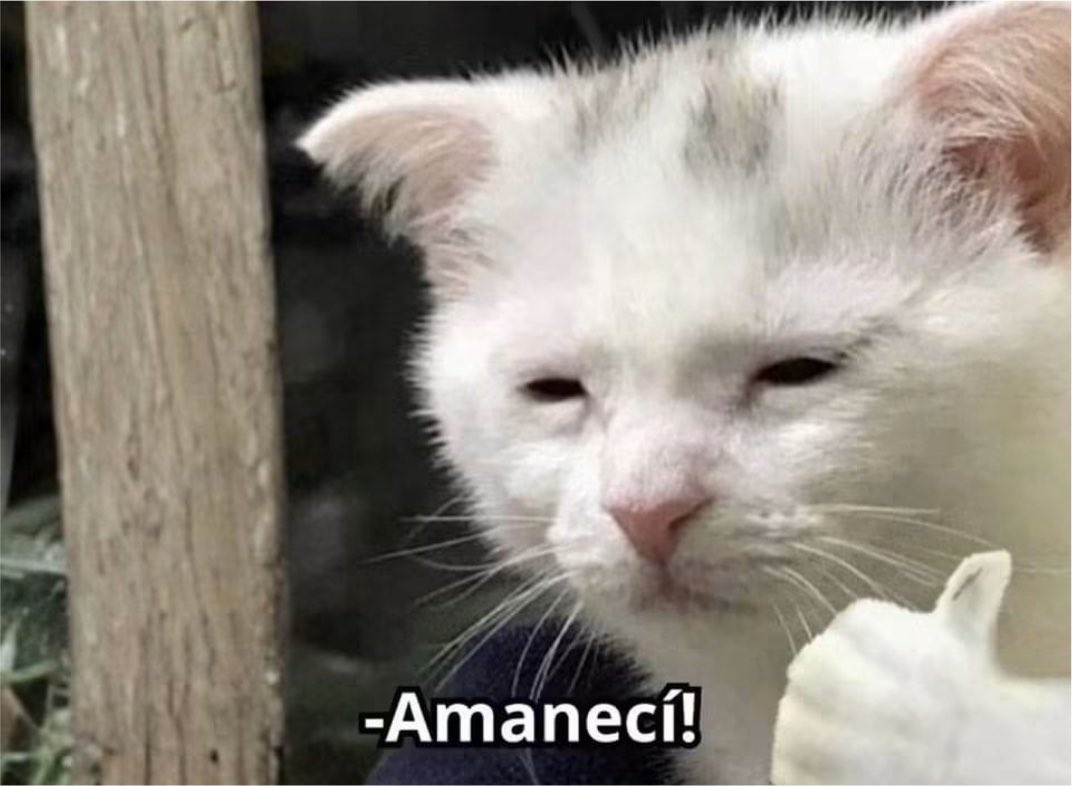 ElPanditaRojo_'s tweet photo. "¿Cómo amaneciste?"
- Yo: https://t.co/XuE5ySxPF0