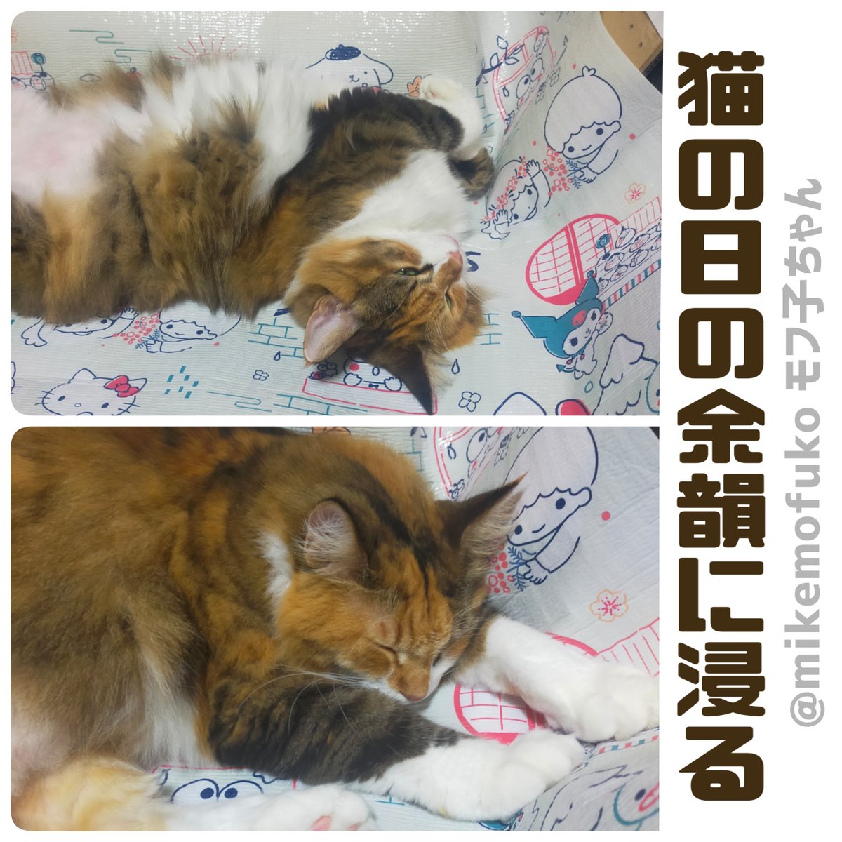 mikemofuko's tweet photo. うふ〜ん、私、猫飼ってるのよ〜。それなのに #世界猫の日 ってビッグウェーブに乗り遅れたわ〜🌊🫠
今更、便乗しちゃるわ〜😹 #猫好きさんと繋がりたい #猫のいる幸せ https://t.co/SxcAznMZjc