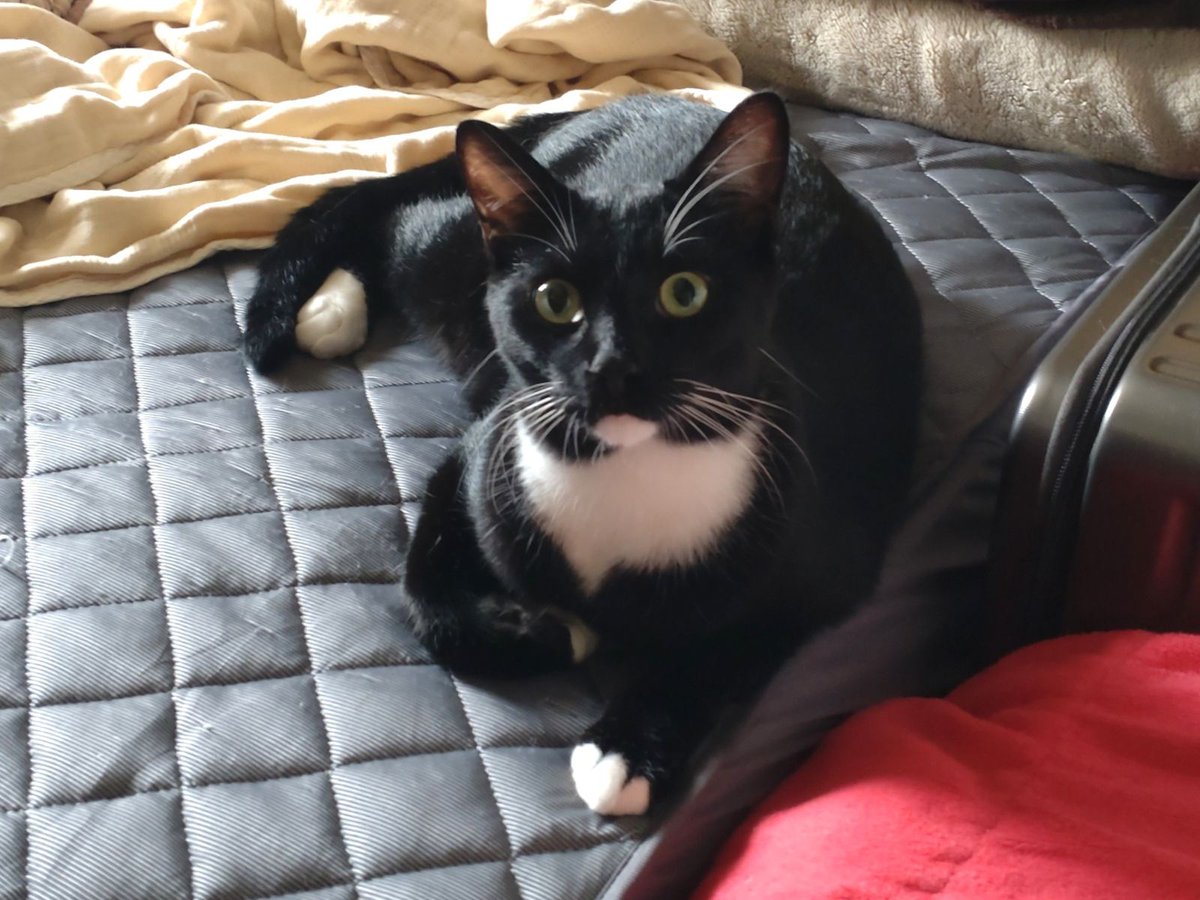 jp_sight's tweet photo. 飼い主です。

キーラのことで、皆さんにお願いがあります。
保護猫のキーラは、生まれつき心臓に8.9mmの穴がある「心房中隔欠損症」という病気を抱えています。

普段のキーラは元気で、兄弟のライムとよく遊び、何にでも興味を示す好奇心旺盛な、一歳になったばかりの猫です。
写真だけを見ると、重い心臓病を抱えているようには見えないかもしれません。

しかし、8月16日に開心手術を受けることになっています。
手術とその後の治療には高額な費用が必要なため、現在Donorboxでご支援をお願いしています。

Donorboxは海外の寄付サイトのため、海外の方にもキーラのことを知ってもらい、ご支援につながればと思って、最近は英語での投稿を続けてきました。

日本からもご支援いただけます。
現在、寄付のお支払いはPayPalからお願いしています。

少額でもご支援いただければ、本当に助かります。
また、ご支援が難しい場合でも、この投稿をリポストしていただけるだけで大きな力になります。

一人でも多くの方にキーラのことを知っていただけたら嬉しいです。
🔗https://t.co/VoiFRlcwqI

どうかキーラに力を貸してください。
よろしくお願いいたします。

#キーラ #保護猫 #猫 #心房中隔欠損症 #猫の手術 #SaveKeira