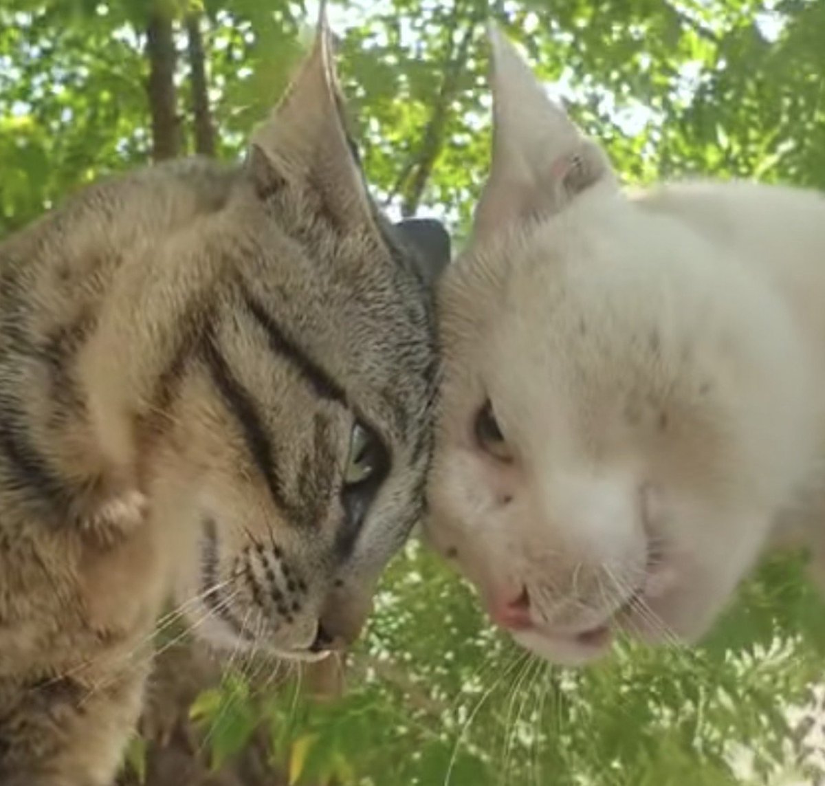Powder716017377's tweet photo. แมวเป้าทะเลาะกัน https://t.co/OZjFaPPEry