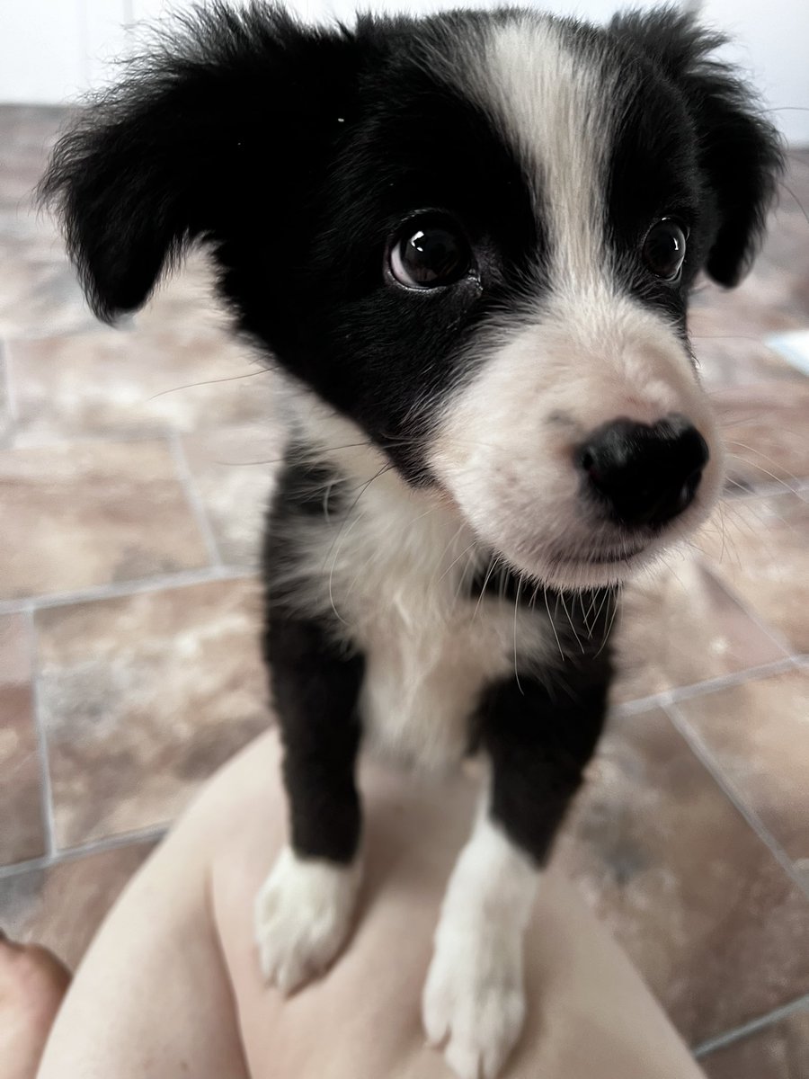 RestingInHim77's tweet photo. For those who missed the stream today - This is Milo, he is now 3 months old and he likes to chew everything he sees 🥺🐶🐾 https://t.co/VBUMQm6up3
