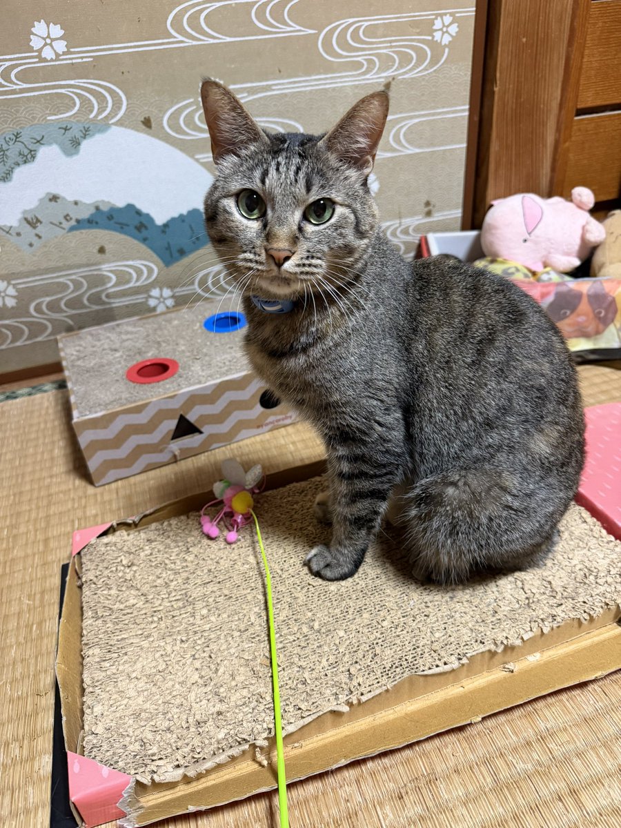ho0n4's tweet photo. 遊んで欲しい🐈
満足した後ろ姿🐈 https://t.co/6j5ckEHofr
