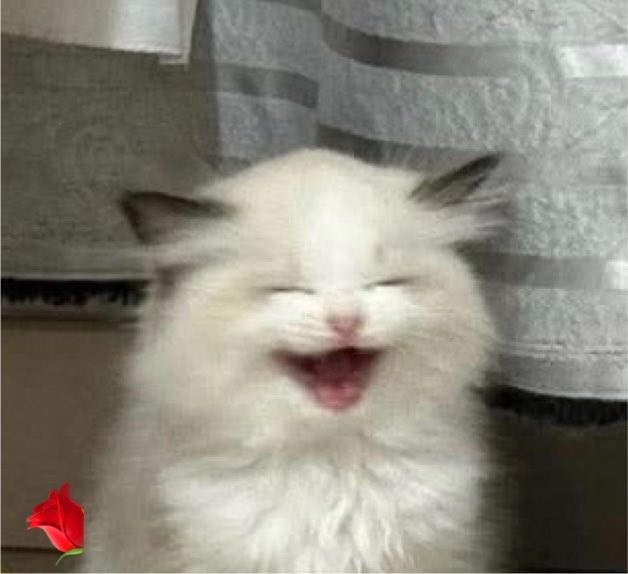 cat_umm tweet picture