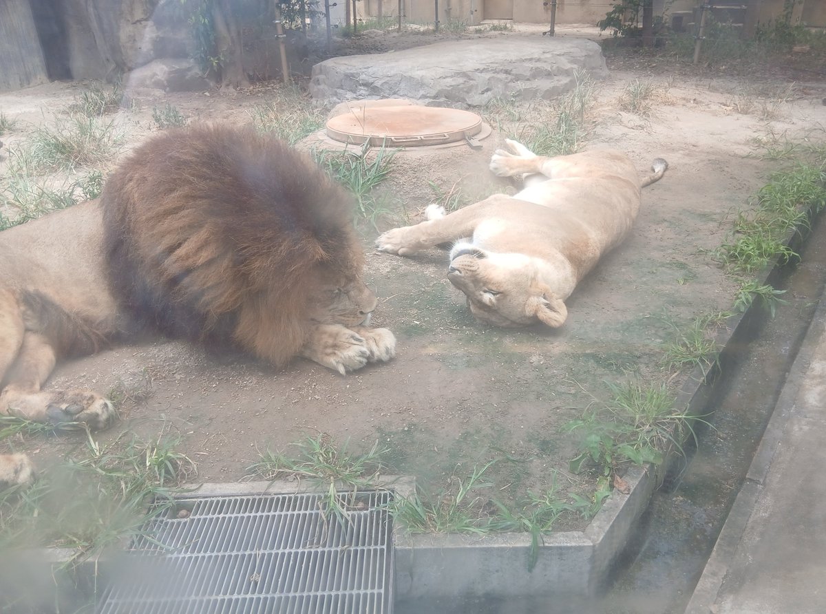 nikorui_04's tweet photo. 東武動物公園に行ってきまし��!(^^)
暑���ぎてみんなぐったり寝てました笑
でも、腹だしで寝てる子たちも見れたので可愛かったです( *´艸)
#東武動物公園 #zoo #ライオン #アライグマ #レッサーパンダ https://t.co/SLd5rD1Lf3