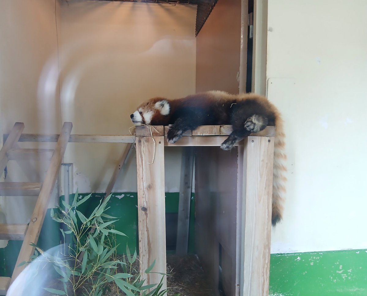nikorui_04's tweet photo. 東武動物公園に行ってきまし��!(^^)
暑���ぎてみんなぐったり寝てました笑
でも、腹だしで寝てる子たちも見れたので可愛かったです( *´艸)
#東武動物公園 #zoo #ライオン #アライグマ #レッサーパンダ https://t.co/SLd5rD1Lf3