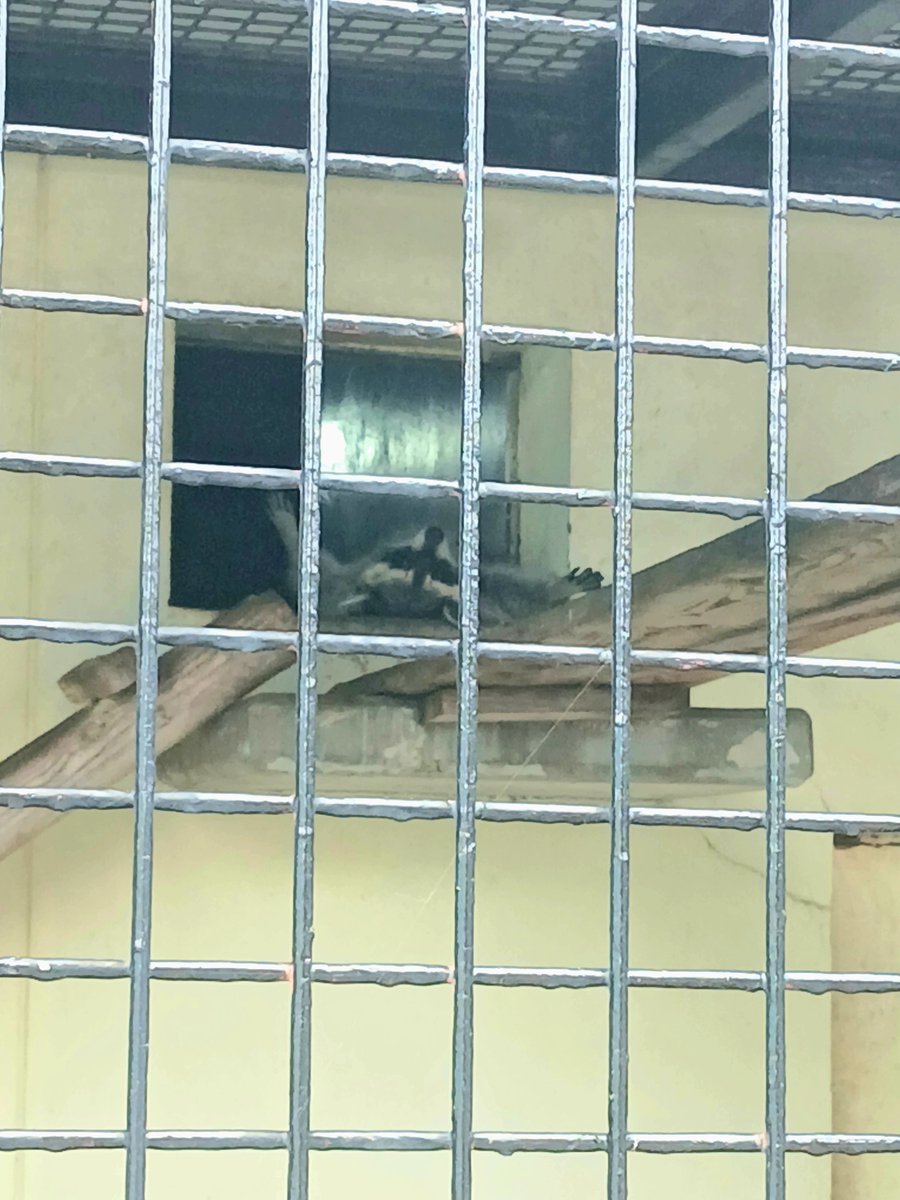 nikorui_04's tweet photo. 東武動物公園に行ってきまし��!(^^)
暑���ぎてみんなぐったり寝てました笑
でも、腹だしで寝てる子たちも見れたので可愛かったです( *´艸)
#東武動物公園 #zoo #ライオン #アライグマ #レッサーパンダ https://t.co/SLd5rD1Lf3