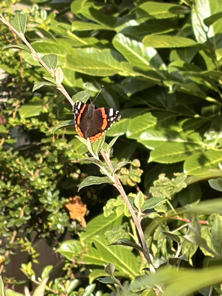 AnneWebster_1's tweet photo. A couple of butterflies in the garden that actually stayed still long enough for me to take a pic! https://t.co/LLTvvKpFOw