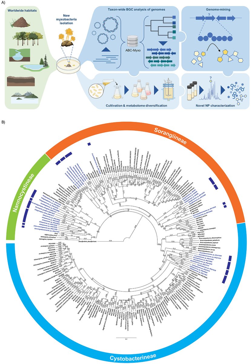 protasov_evgeni's tweet photo. Unveiling the Taxonomic Diversity and Unprecedented Biosynthetic Treasure of the Phylum Myxococcota
#microbiology #taxonomy #NaturalProducts
https://t.co/TJNJaRqfMN https://t.co/nA9AWYaPRO