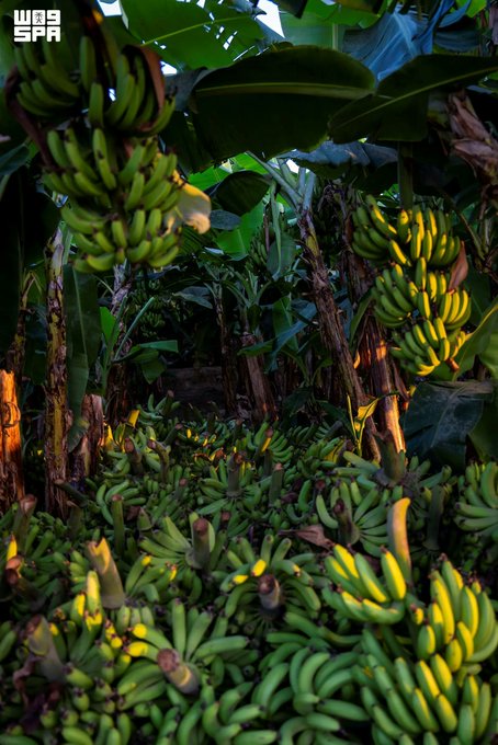 Saudi_Gazette's tweet photo. Home to an abundance of guavas, papayas and bananas, as well as more than one million mango trees producing around 65,000 tons annually, Jazan has cemented its position as a hub for tropical fruit production in Saudi Arabia.

https://t.co/96E4GBLRwI https://t.co/kWtnSxYoZz