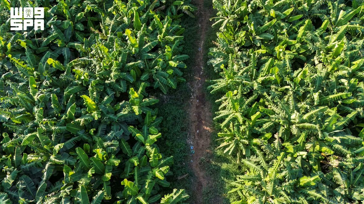 Saudi_Gazette's tweet photo. Home to an abundance of guavas, papayas and bananas, as well as more than one million mango trees producing around 65,000 tons annually, Jazan has cemented its position as a hub for tropical fruit production in Saudi Arabia.

https://t.co/96E4GBLRwI https://t.co/kWtnSxYoZz