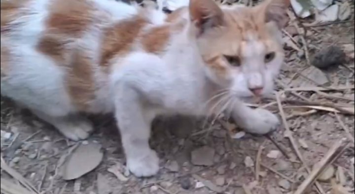 AnimalFriendsSh's tweet photo. 🚨💔 THEY ARE WAITING FOR US… BUT WE DON’T KNOW IF WE CAN COME BACK WITH FOOD.

Every time we arrive, our rescued cats run toward us, crying and looking up with the same trusting eyes. They don’t know our supplies are disappearing. They only know that when they are hungry, we have always come.

But now, we are running out of food, resources, and time. Our children and the cats in our care are depending on the same fragile hope: that someone, somewhere, will see this and help before the bowls are empty.

We refuse to let their story end here. 🐾💔
They survived abandonment, fear, displacement and unimaginable hardship. They survived because someone cared. We promised we would not leave them behind, and we are still fighting to keep that promise.

🙏 A small donation can become food in a bowl. A share can become the person who saves them.  Please help us turn this moment of fear into one more day of safety.

‼️ GoFundMe — Our Families 👫🙏
https://t.co/SFyv0og8Fb

‼️ GoFundMe — AFS Furs 🐾🙏
https://t.co/NzALeMS1b6

‼️ PayPal: link in our bio.