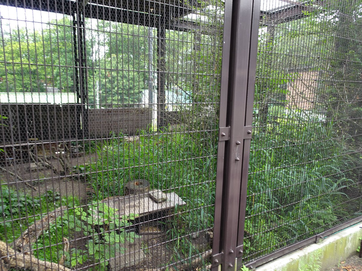 200kemono's tweet photo. エゾユキウサギ舎
草むらでじっとしていると発見は難しいが、「木の下に隠れてる」等の看板のアドバイスもあるので頑張って探そう
北海道、おびひろ動物園より https://t.co/ejlaCDtLqT