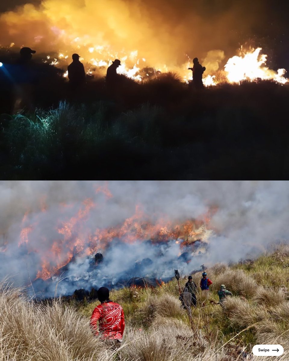 Malangraya_info's tweet photo. Begini perjuangan tim gabungan dalam memadamkan kebakaran yang terjadi di kawasan Bromo.
.
.
📷 bbtnbromotenggersemeru https://t.co/6yUzdTsuTE