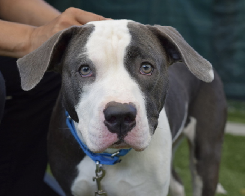 adoptadog39's tweet photo. Marco & Polo!
Marco is a terrified girl, but she is a loving pup once she feels safe.
Polo is an affectionate boy who can use a bit leash training.
Please help these 2 beautiful dumped pups! They will blossom into great companions!
#nycACC #NYC
#adopt #foster #rescuedogs https://t.co/6vKQ2w0AxF