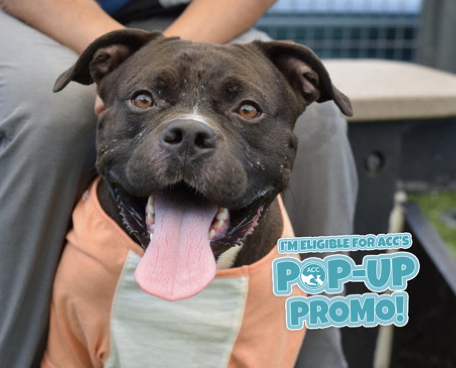 adoptadog39's tweet photo. Marco & Polo!
Marco is a terrified girl, but she is a loving pup once she feels safe.
Polo is an affectionate boy who can use a bit leash training.
Please help these 2 beautiful dumped pups! They will blossom into great companions!
#nycACC #NYC
#adopt #foster #rescuedogs https://t.co/6vKQ2w0AxF
