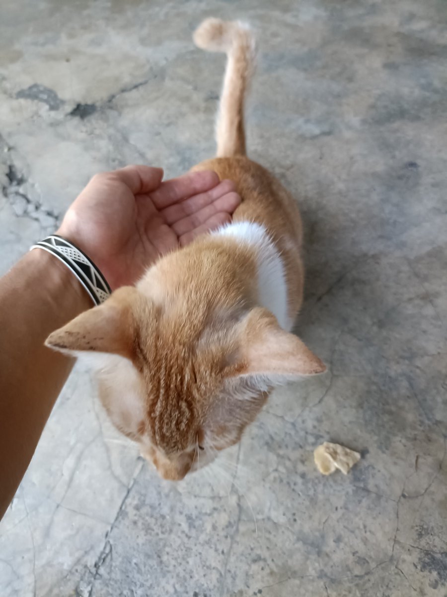 luminolcats's tweet photo. カザフスタン/ウズベキスタン２日目

https://t.co/lEZ5MNuXYj

#海外旅行 #一人旅 #バックパッカー #世界一周 #マレーシア #カザフスタン #ウズベキスタン #アルマティ #猫 https://t.co/oJoJPmZsQF