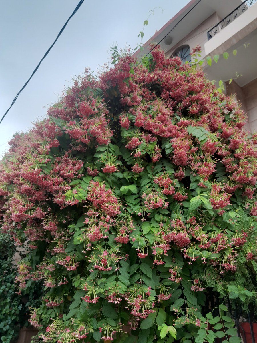 bts_deprived's tweet photo. #FlowerForHobi https://t.co/7mGbjnVYK0