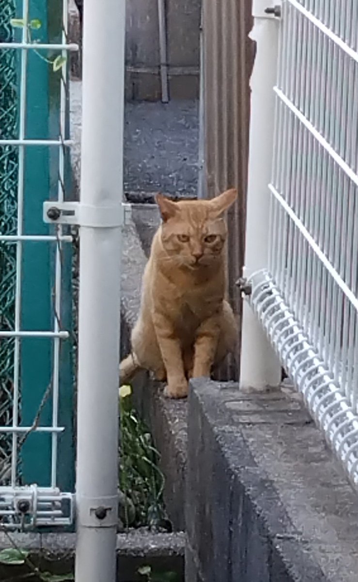umekobachito's tweet photo. Nowhere man,
the world is at your command
#猫好きさんと繋がりたい #野良猫 #地域猫 #茶トラ猫 #TheBEATLES #NowhereMan https://t.co/vOb6pE5p9y