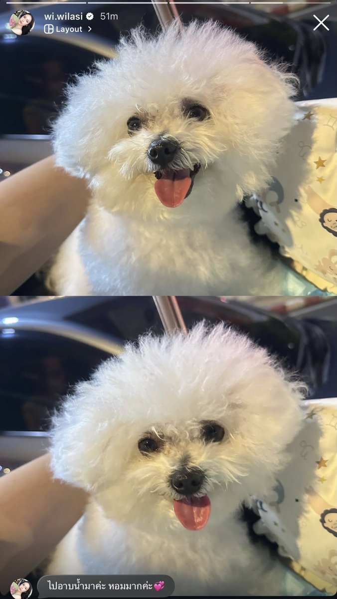 littleprince_21's tweet photo. 🐰🐶🐰 https://t.co/IsI6KxYYU1