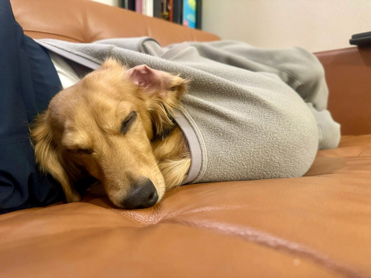 kamputabn's tweet photo. My pup’s sleepy snuggles are the best pick-me-up after a long workday https://t.co/BPDNy6ud9q