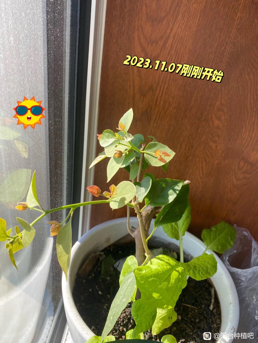 Eric55663014652's tweet photo. Houseplant tip: Wipe your plant leaves with a damp cloth weekly to remove dust and help them photosynthesize better! https://t.co/X3FUvJ0KON