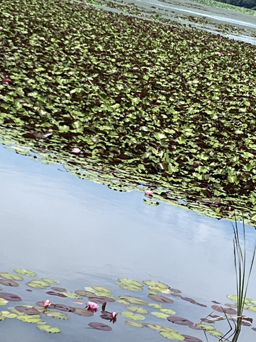 wasuke_yoko's tweet photo. 朝日池の蓮の花と睡蓮の花
池一面の花は見事です。
高田公園の花に負けないくらいです♪ https://t.co/ai0IRct4z1
