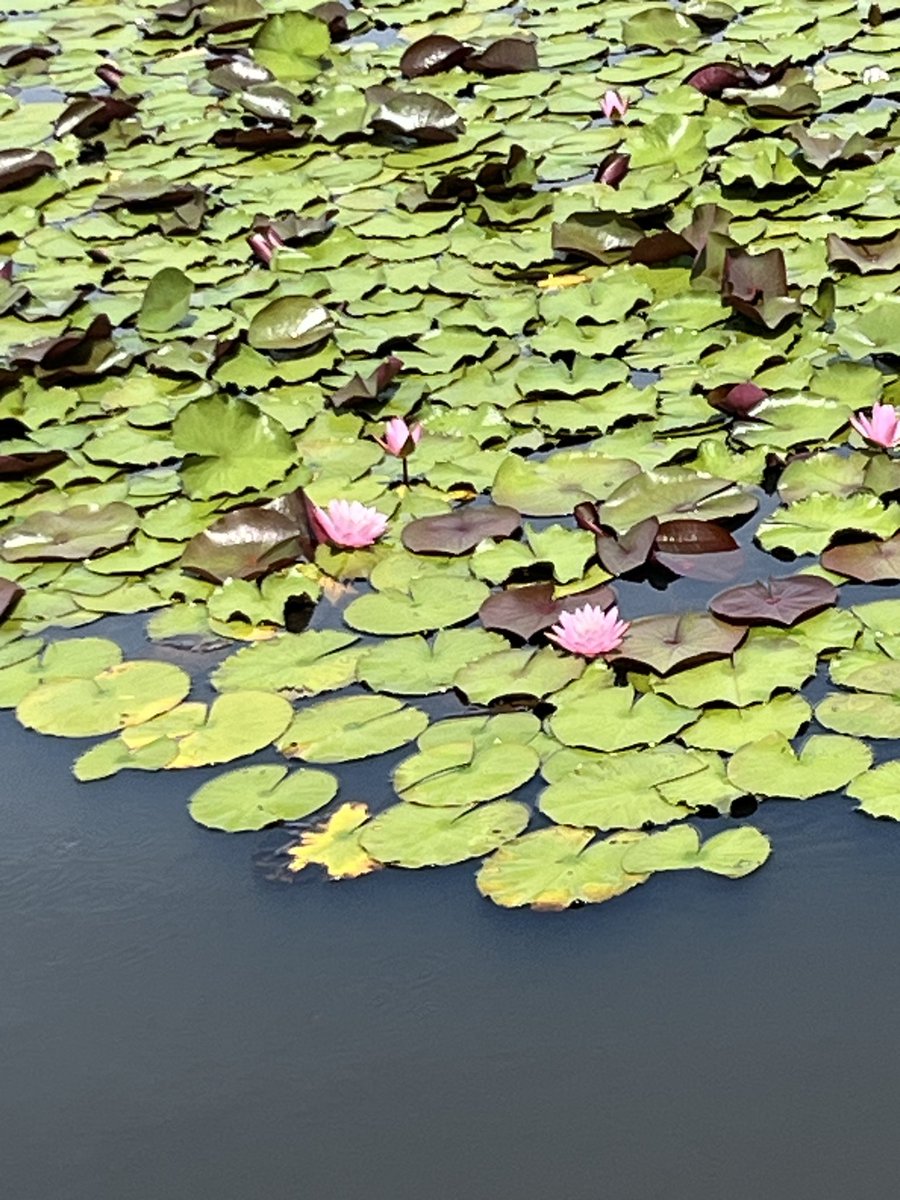 wasuke_yoko's tweet photo. 朝日池の蓮の花と睡蓮の花
池一面の花は見事です。
高田公園の花に負けないくらいです♪ https://t.co/ai0IRct4z1