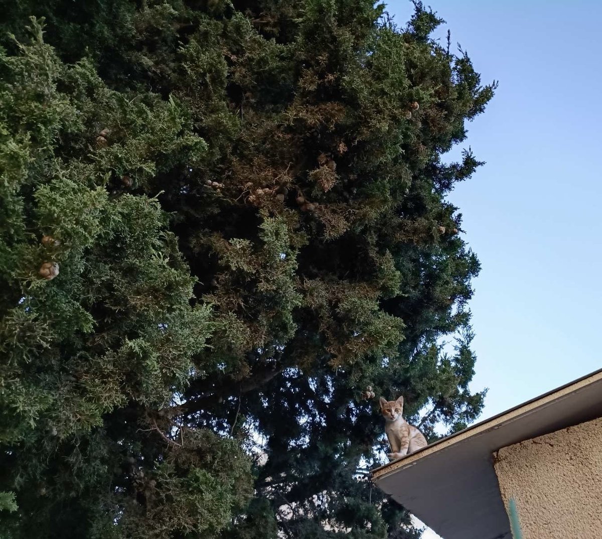 Israelnyan's tweet photo. ｻﾜﾜ｡

今日もありがとう。
#猫 #イスラエル #cat #Israel
#חתול #עםישראלחי https://t.co/gMU9jcq8D1