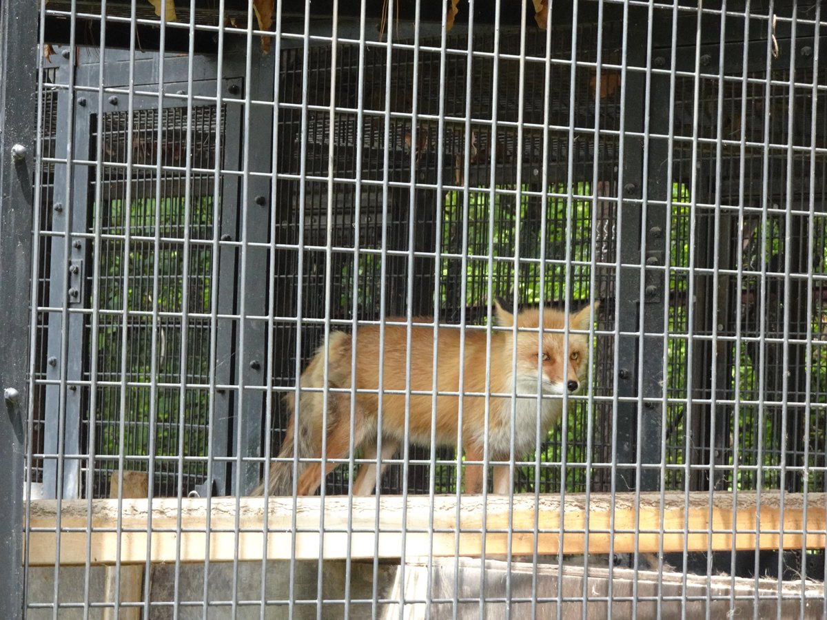 200kemono's tweet photo. キタキツネ舎。
通路側だと少し遠いが、脇に回るとお気に入りスポットに近く見やすいよ
北海道、おびひろ動物園より https://t.co/YvjxKArY9h