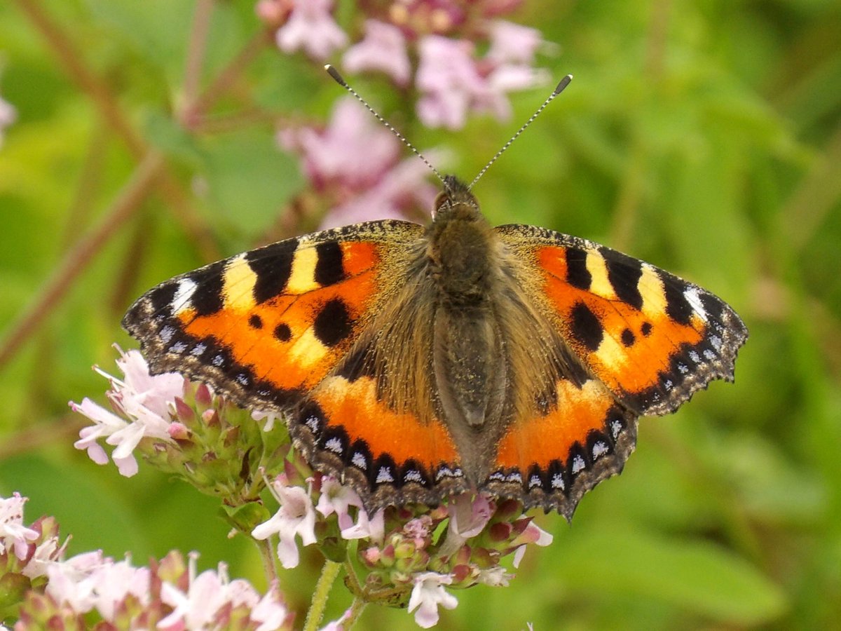 HPaluste's tweet photo. Aglais urticae L.
#butterflies #insects #naturebelieves #TwitterNature https://t.co/GyXzMIqLCv