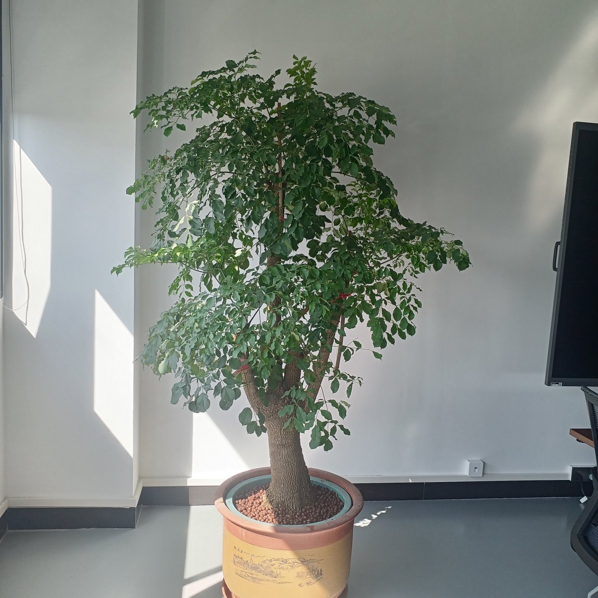 Kyle21696's tweet photo. [Pro tip for your pothos: Rotate it weekly for even growth!  No more lopsided vines — this easy trick keeps your plant happy u0026 full. #PlantCareTips #HouseplantLove]， https://t.co/JBrlQYIZBI
