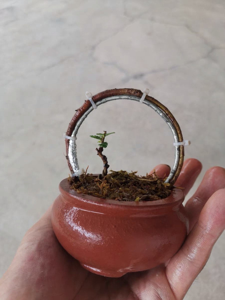 SEeshwar's tweet photo. Just finished my first DIY concrete planter! Mixing cement, adding tiny succulents, and making a cute drainage hole – small projects = big joy  #DIYCrafts https://t.co/H2JL7oCka7