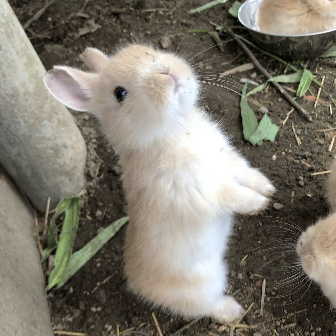 dreamyyarchive's tweet photo. baby bunny https://t.co/GYlMU2qxld