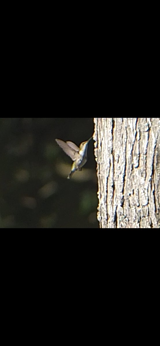 summgye's tweet photo. Playing around with camera and caught hummingbird going after tree. https://t.co/FdGnOv6jZX