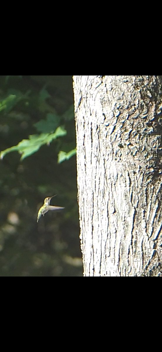 summgye's tweet photo. Playing around with camera and caught hummingbird going after tree. https://t.co/FdGnOv6jZX
