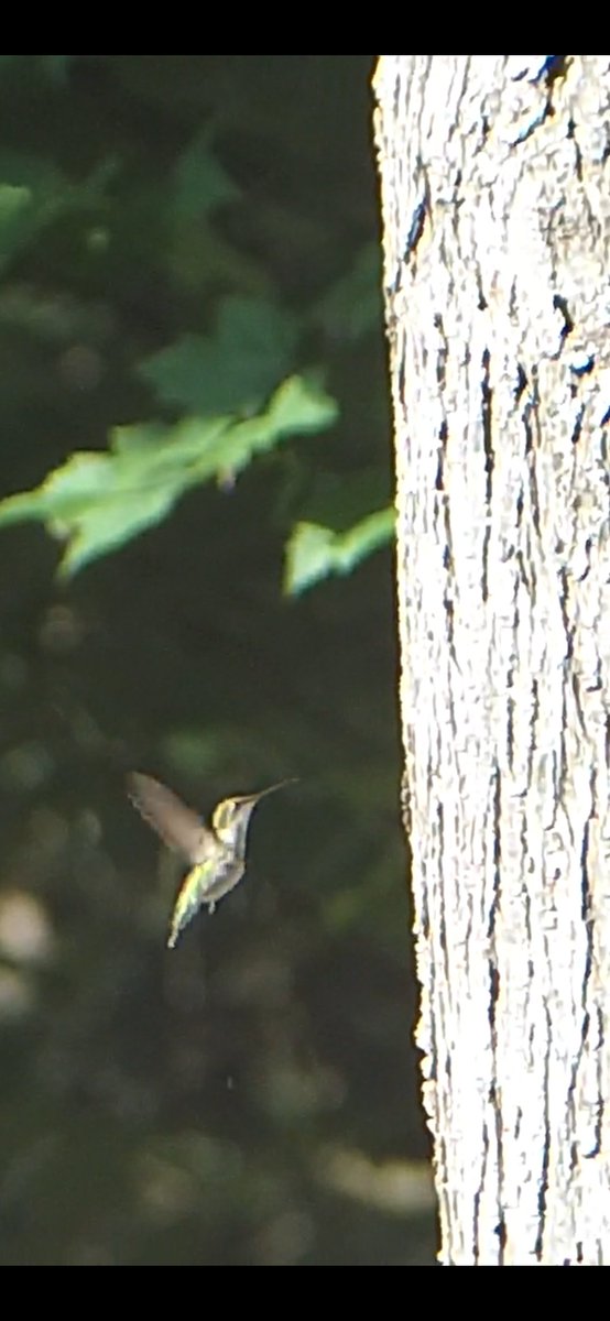 summgye's tweet photo. Playing around with camera and caught hummingbird going after tree. https://t.co/FdGnOv6jZX