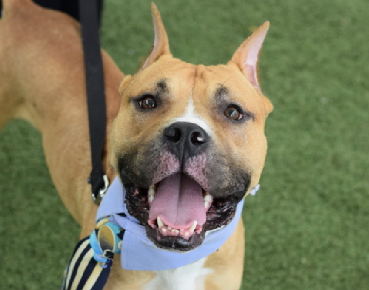 adoptadog39's tweet photo. Don’t forget Junebugg! Now day 43.
Junebugg was found alone on the streets. Sensitive & shy pup, once he feels comfortable he loves attention. A calm patient home w/ love & positive reinforcement will help him thrive. Save this cutie!
#nycACC #NYC #adopt #foster #rescuedogs https://t.co/x1Oygfg4g4