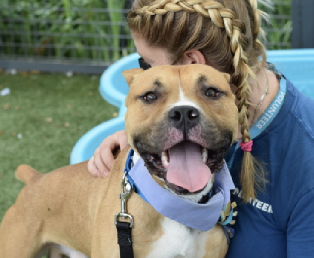 adoptadog39's tweet photo. Don’t forget Junebugg! Now day 43.
Junebugg was found alone on the streets. Sensitive & shy pup, once he feels comfortable he loves attention. A calm patient home w/ love & positive reinforcement will help him thrive. Save this cutie!
#nycACC #NYC #adopt #foster #rescuedogs https://t.co/x1Oygfg4g4