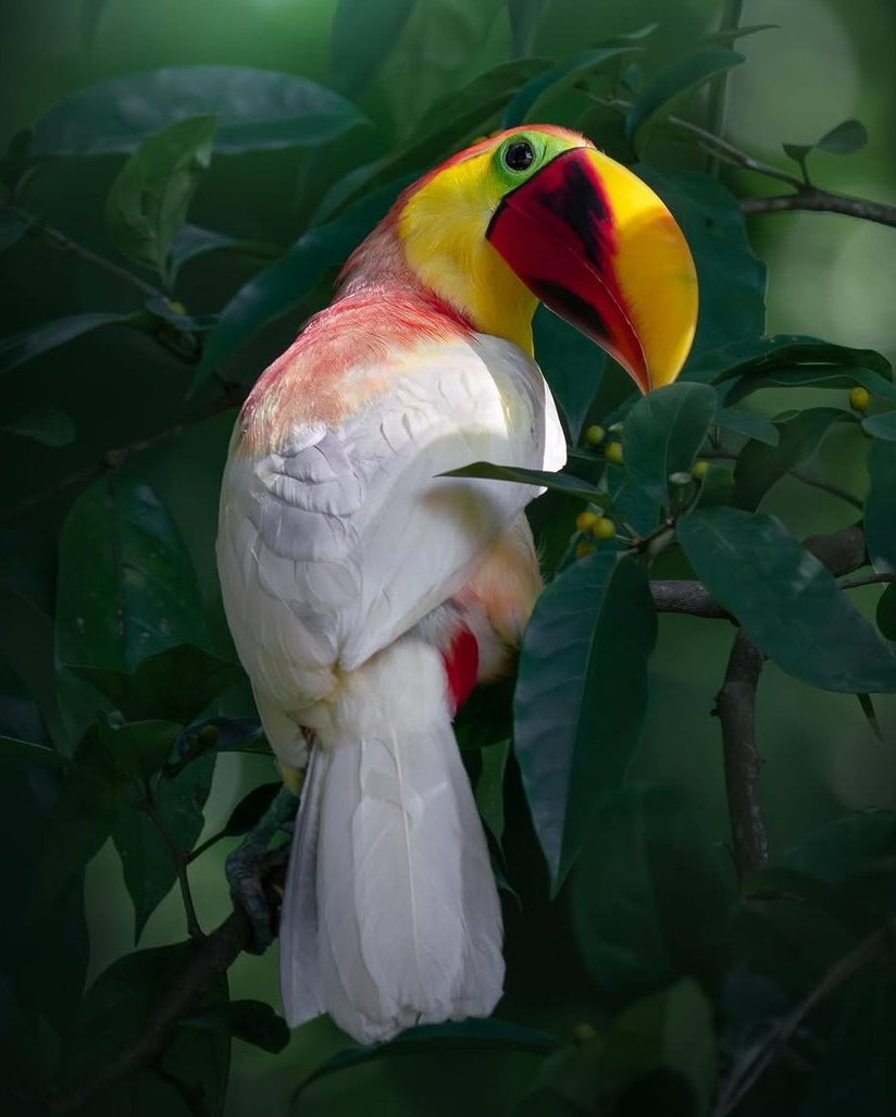 AcervoCharts's tweet photo. Tucano branco considerado único no mundo é flagrado em registro raro. https://t.co/mfswpHdAQF