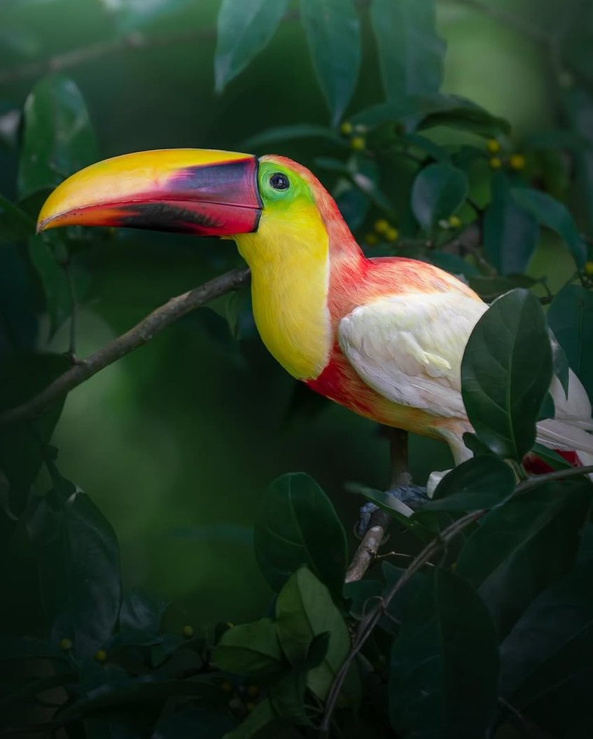 AcervoCharts's tweet photo. Tucano branco considerado único no mundo é flagrado em registro raro. https://t.co/mfswpHdAQF