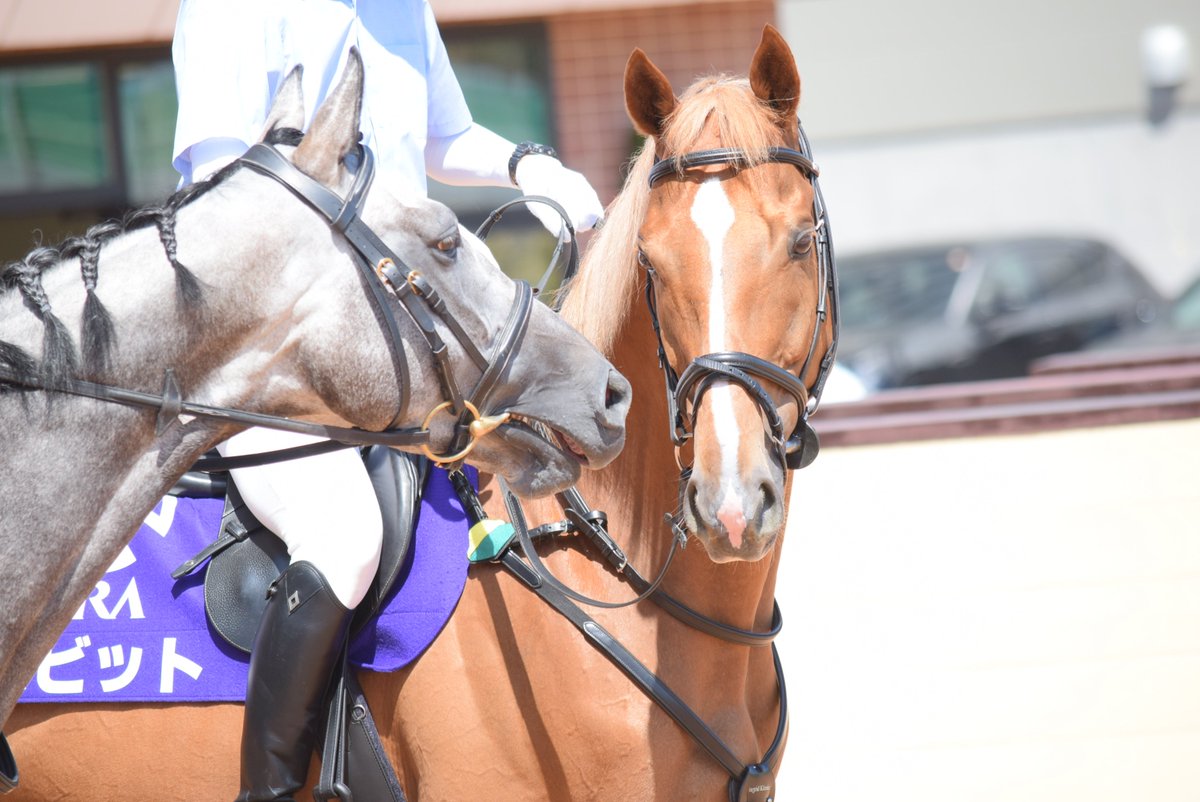 ka_poumi_yu's tweet photo. 誘導馬デビューしたバビットに会えました！待ってたよ！！
誘導馬のお仕事をしっかりとこなしててとってもお利口さんでした！

………ん？芦毛のチャンドラ先輩に熱視線………🤔

＃バビット https://t.co/Ey8SGnxa4j