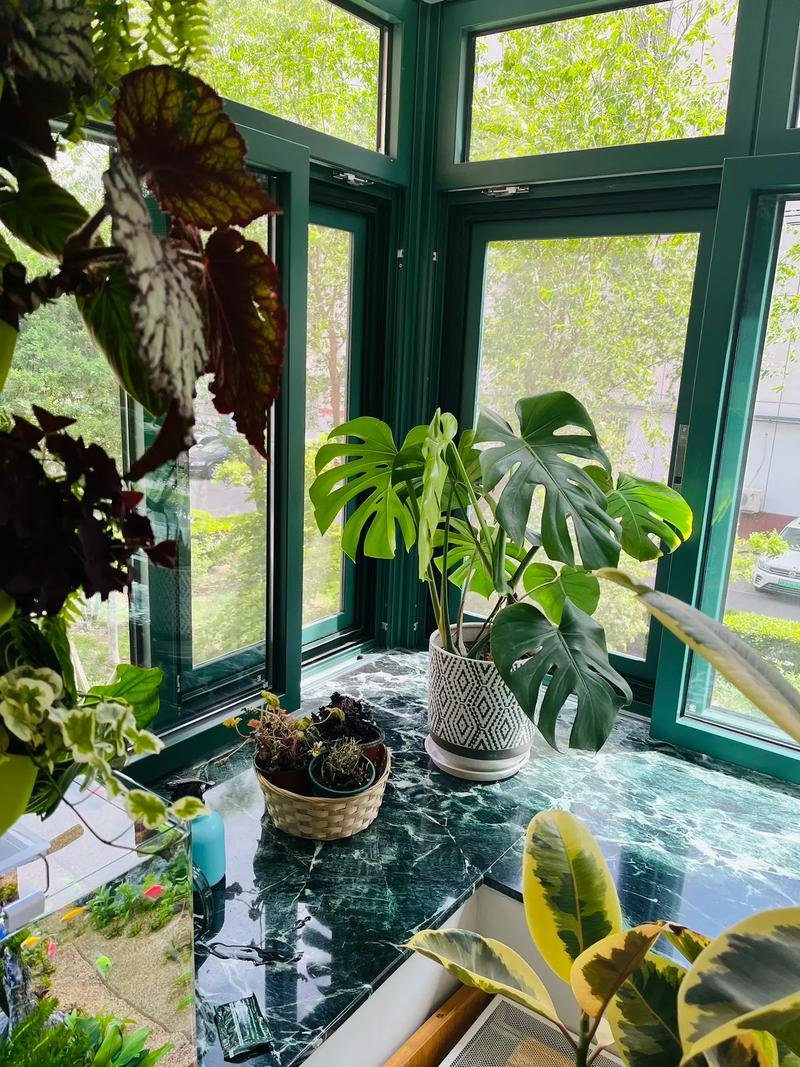 dRiif7's tweet photo. This leafy snake plant loves bright indirect light u0026 only needs watering every 2-3 weeks—low-effort perfect for new plant parents! https://t.co/bSCufdrglQ