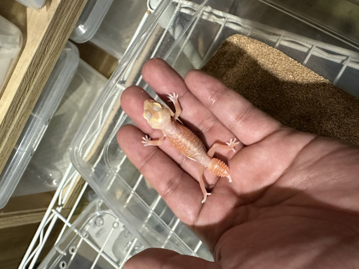 chappi_python's tweet photo. 来週16日！
ジャングルハンター徳島に出店します😊✨
レオパ、ニシアフ、クレスはもちろんフトアゴはハイポゼロマーブルやダークレッド、タマオヤモリ各種、アザンサルバ、ゲイリートゲオアガマ、パンサーカメレオン、マサイヨロイトカゲなど盛りだくさんで出店します😊
ぜひ遊びに来てください✨️ https://t.co/oSF1UNSS3R