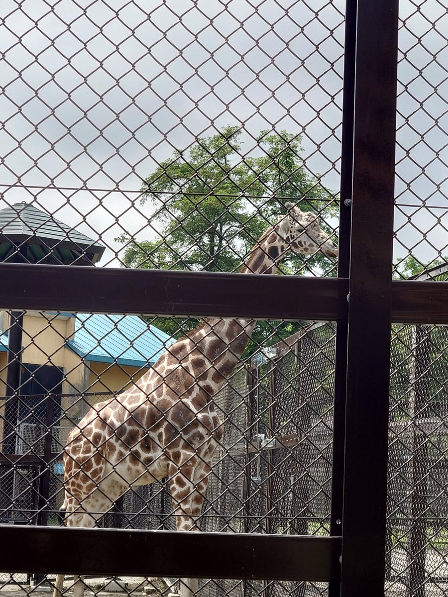 200kemono's tweet photo. キリン舎
寝小屋も見学できるように改修。2階建てで上と下、両アングルから見学できる。空いたスペースは展示スペースになっているよ
北海道、おびひろ動物園より https://t.co/UYBY7zJSVU