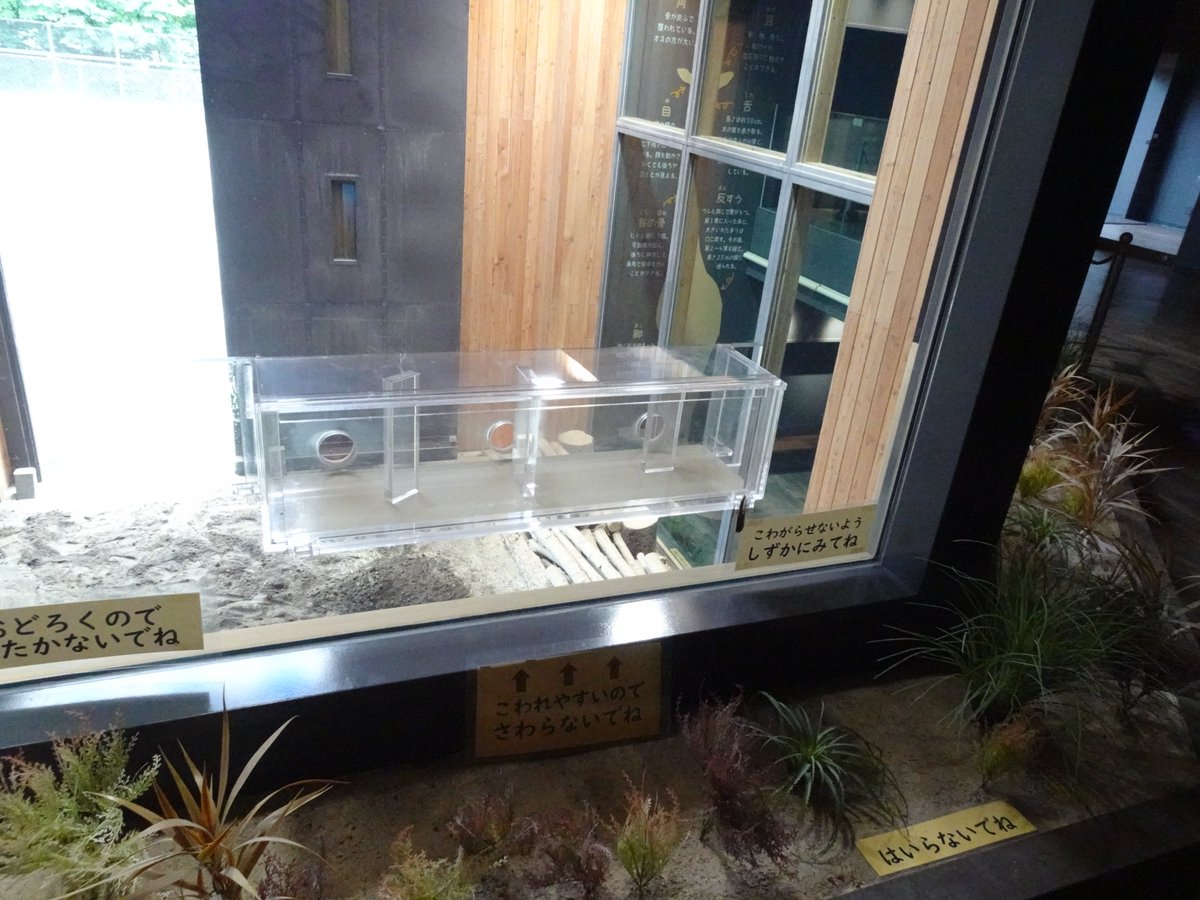 200kemono's tweet photo. キリン舎
寝小屋も見学できるように改修。2階建てで上と下、両アングルから見学できる。空いたスペースは展示スペースになっているよ
北海道、おびひろ動物園より https://t.co/UYBY7zJSVU