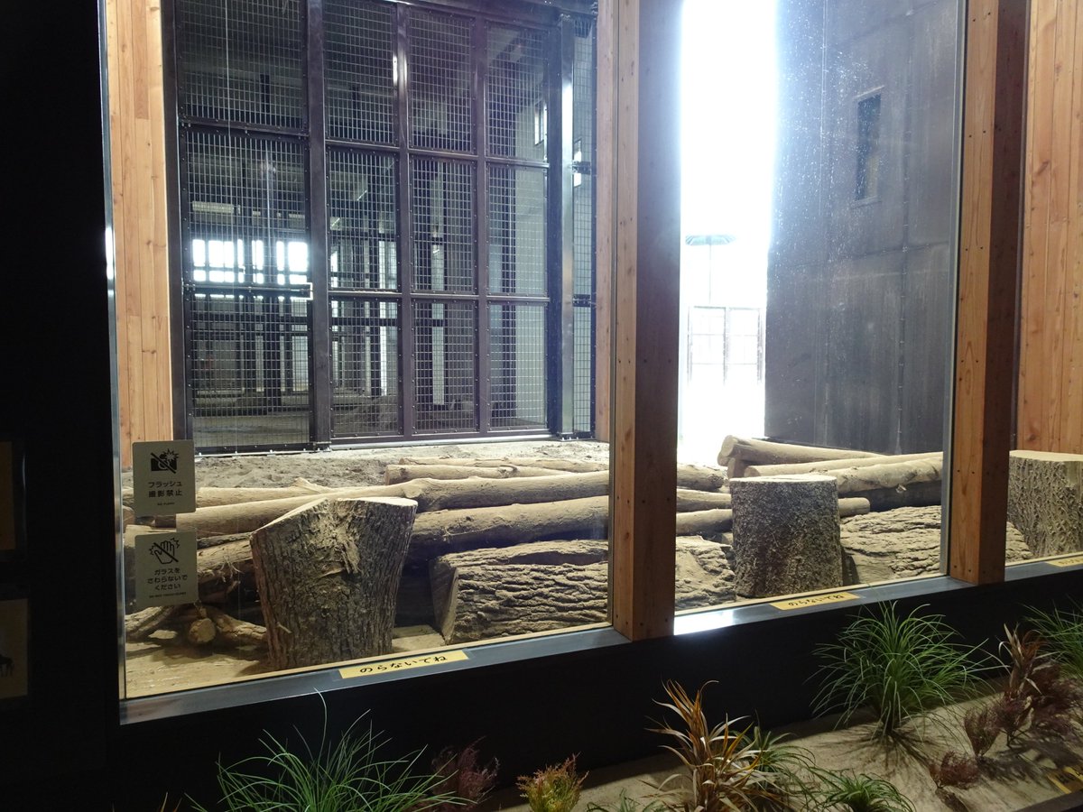 200kemono's tweet photo. キリン舎
寝小屋も見学できるように改修。2階建てで上と下、両アングルから見学できる。空いたスペースは展示スペースになっているよ
北海道、おびひろ動物園より https://t.co/UYBY7zJSVU