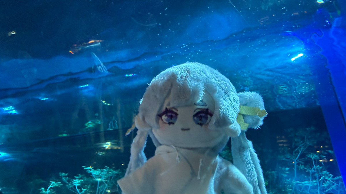 fuji3606nake's tweet photo. 突貫でご用意したヤチヨぬいを連れて見に行くことができて非常に満足です。次は衣装も作っていきたいですね。

#超かぐや姫
#ツクヨミアクアリウム https://t.co/oI9h8Ni93e