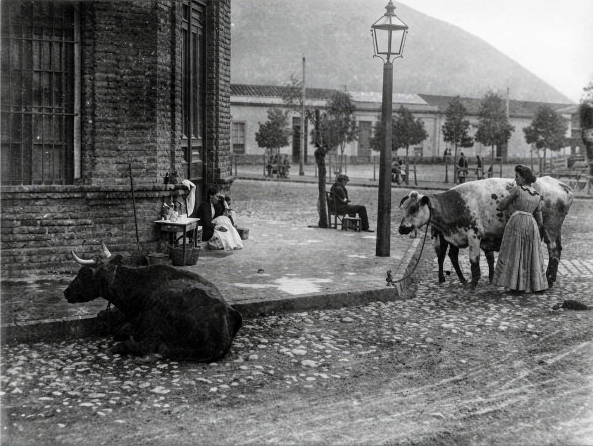 RenzoVaccarezza's tweet photo. En 1902 la municipalidad de Santiago autorizó la ubicación de vacas en aproximadamente unas 300 esquinas de la ciudad, con la finalidad de surtir a la población de leche recién ordeñada. 

En la fotografía las cercanías del cerro San Cristóbal. https://t.co/71l7rwYBfY
