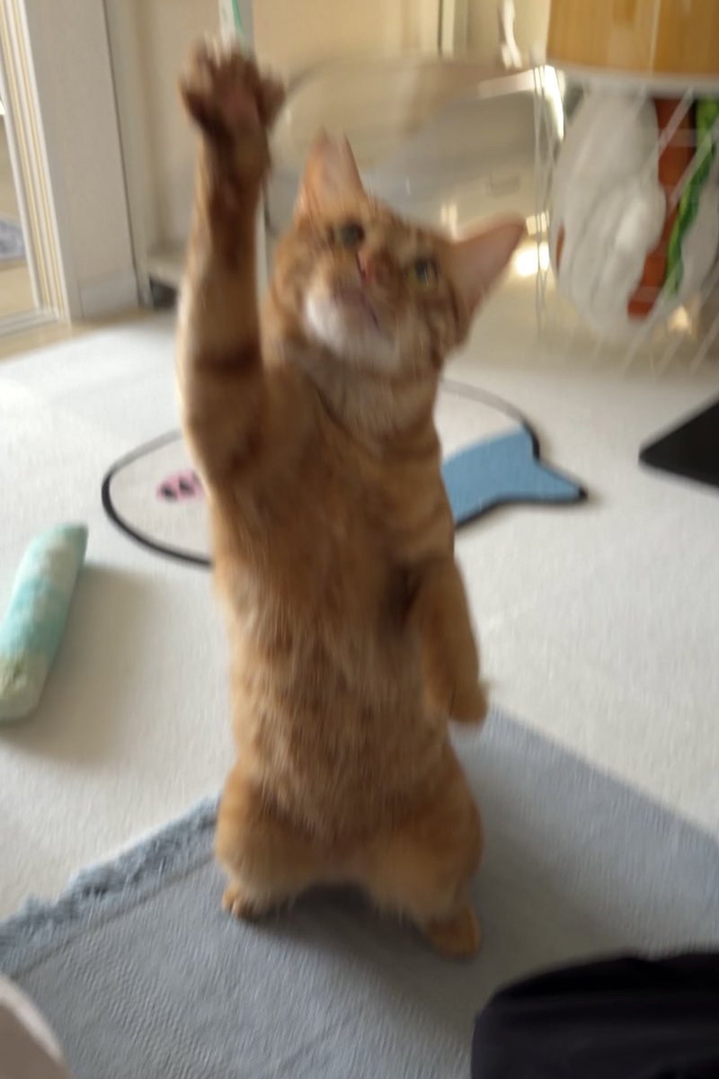Azudoora's tweet photo. ブレブレだけど可愛いのは分かる

#茶トラ #保護猫 
#猫のいる暮らし https://t.co/av6pTRsoxS